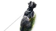 Long Range Tracking Pet Tracker GSM GPS Tracking Collars for Hunting Dogs Size:L